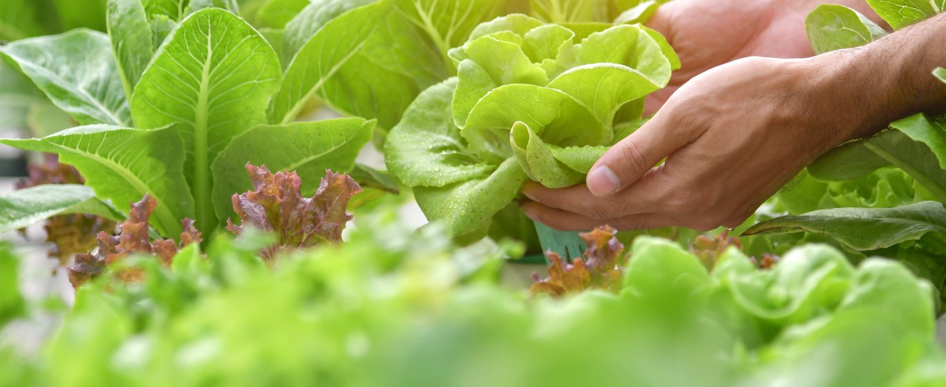 Rau sạch là gì và cách để phân biệt với rau bẩn